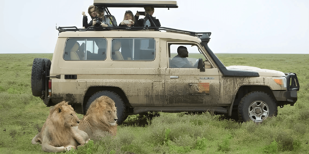 The image shows safari tourists observing lions from a 4x4 vehicle, capturing the wildlife experience with Ernest Magic Tours.