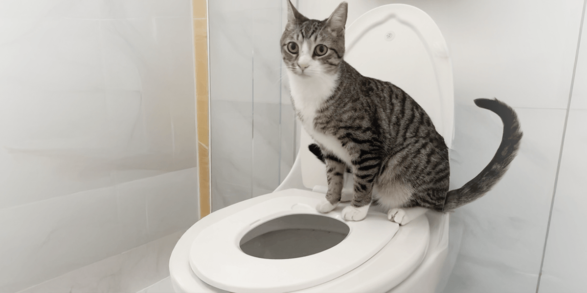 The Cat Throne™ toilet training system, designed for feline comfort, hygiene, and an eco-friendly alternative to litter boxes.