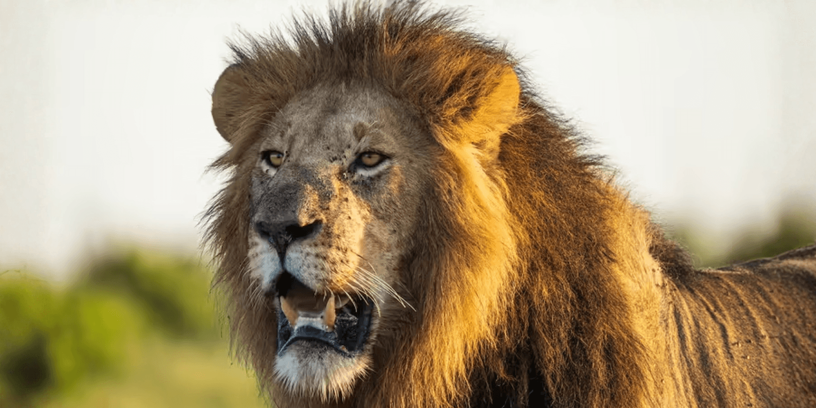 Majestic lion roaring in the wild, representing the strength, leadership, and resilience embodied by Lions Den Business Advisors.