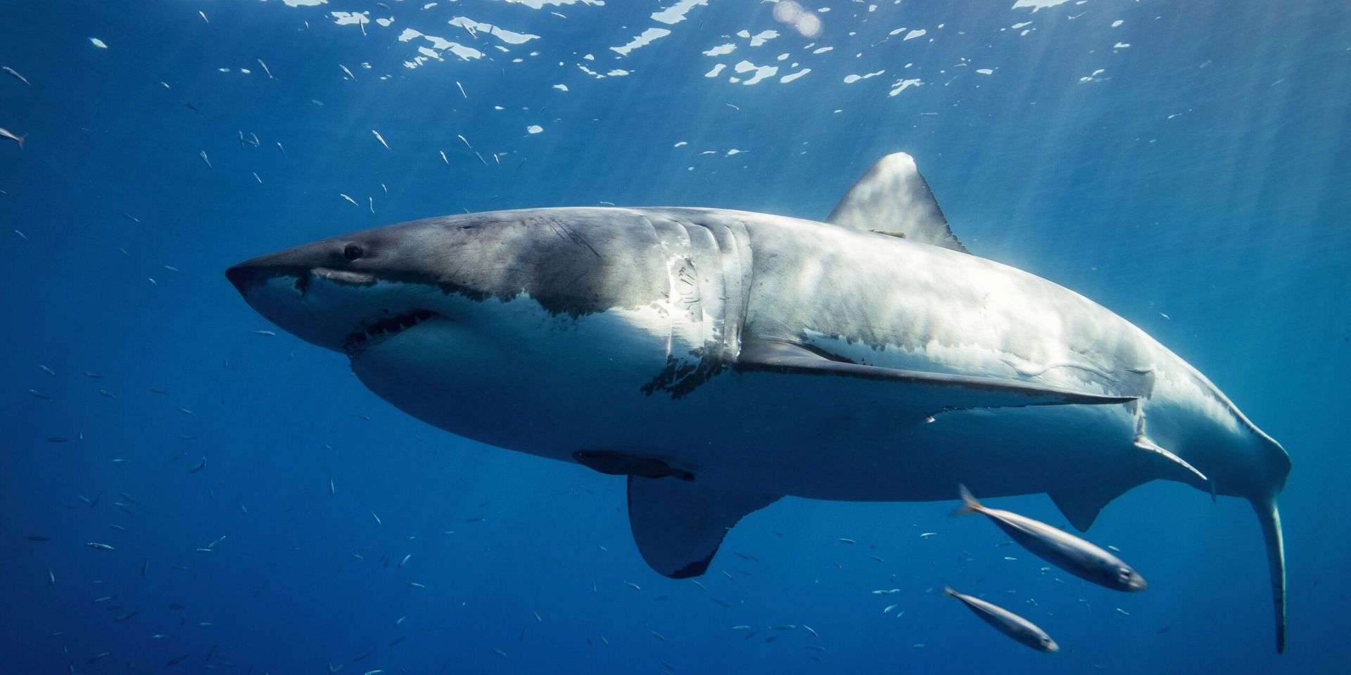 Shark Week 2025 Kicks Off with Record-Breaking Programming