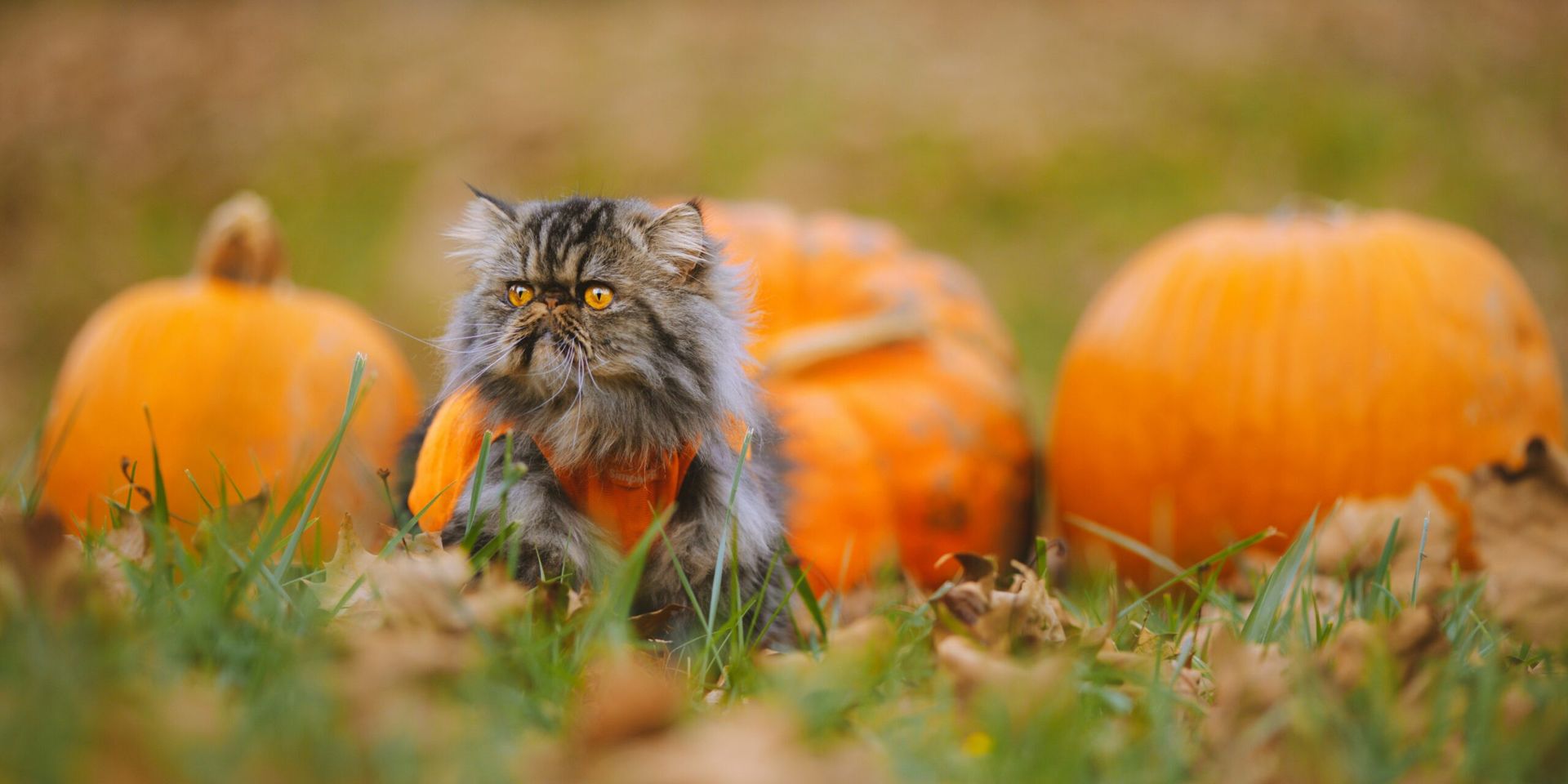 Pet Safety Tips for a Spooky and Safe Halloween