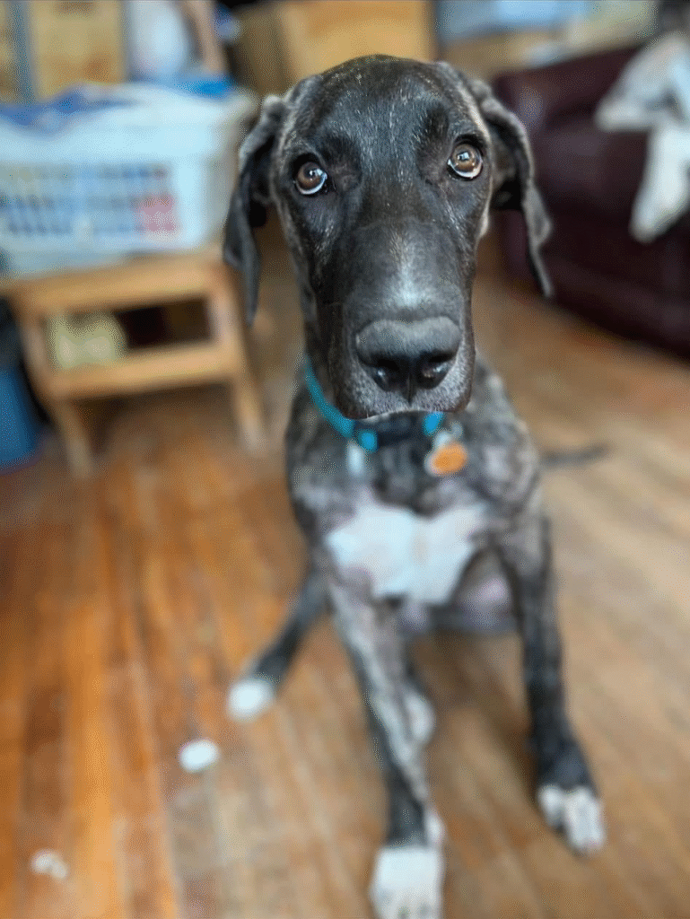 A close-up of a Great Dane dog with a blue collar, looking directly at the camera with expressive eyes, sitting on a wooden floor in a cozy indoor space.