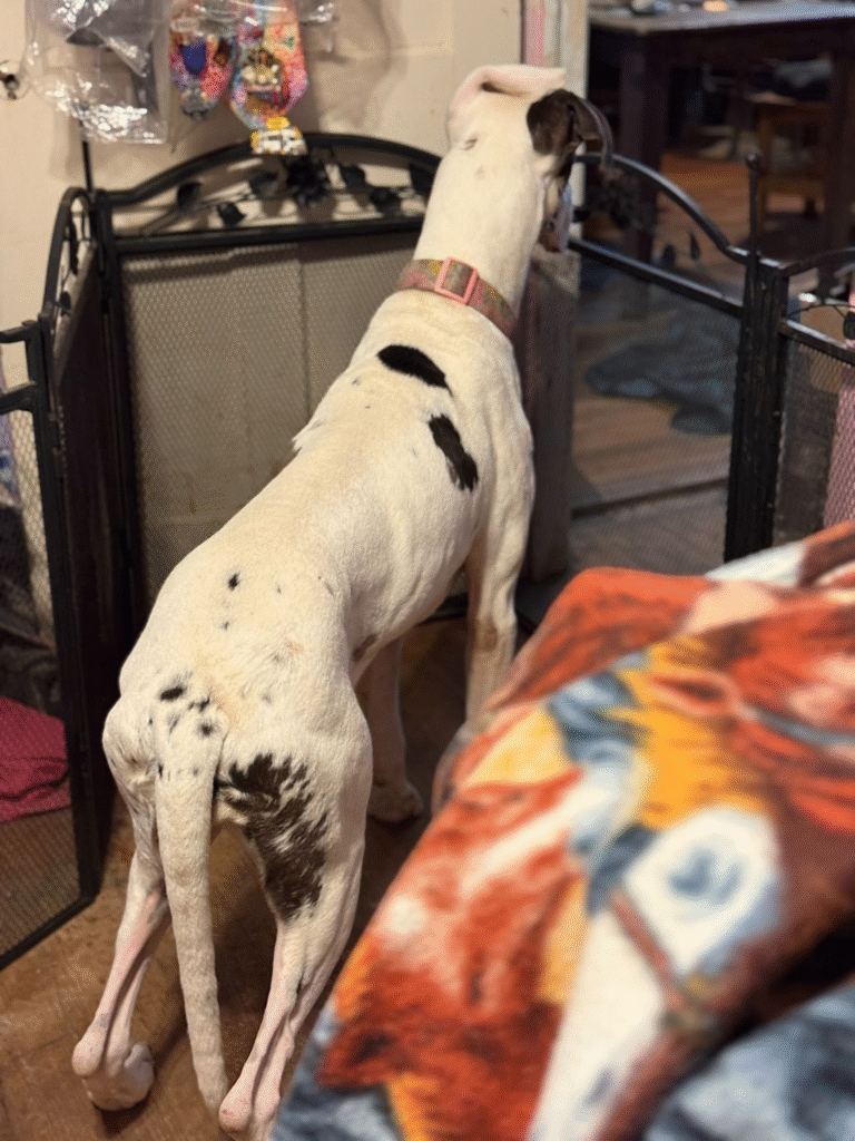 A Great Dane dog with black and white patches stands by a gate, facing away, showing its sleek build and tail, in a homely environment.