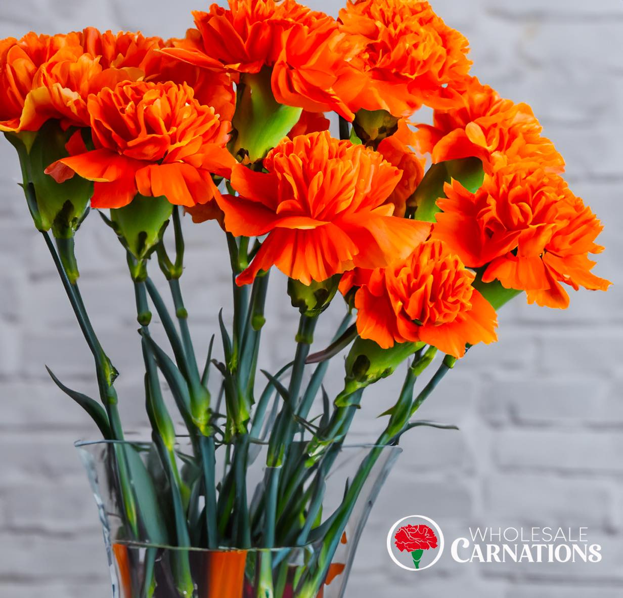 Fresh orange carnations in a glass vase, showcasing vi
