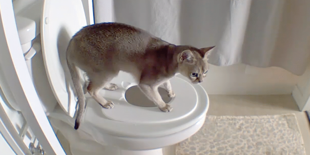 The Cat Throne™ toilet training system, designed for feline comfort, hygiene, and an eco-friendly alternative to litter boxes.