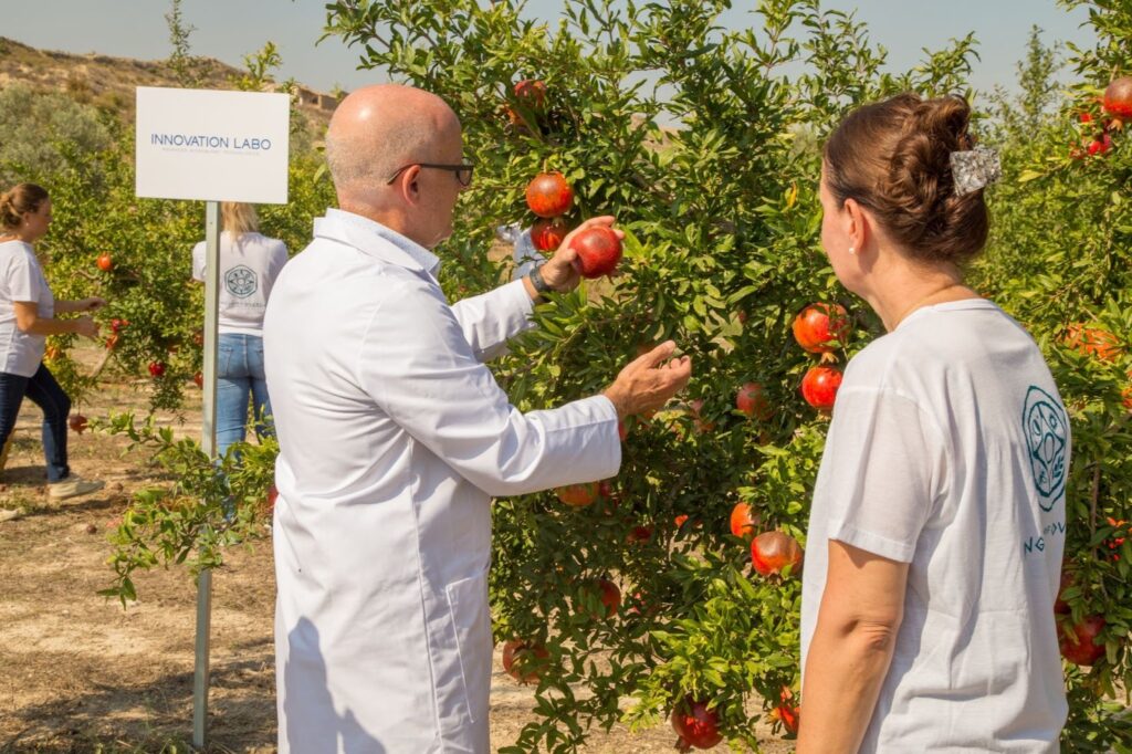 Researchers in Spain and Japan reveal a fermented pomegranate breakthrough, unlocking urolithin for mitochondrial health and aging.