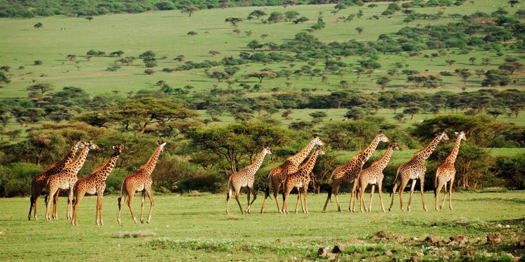 Serengeti Giraffes: A peaceful herd of giraffes strolls through the Serengeti’s green savannah.
