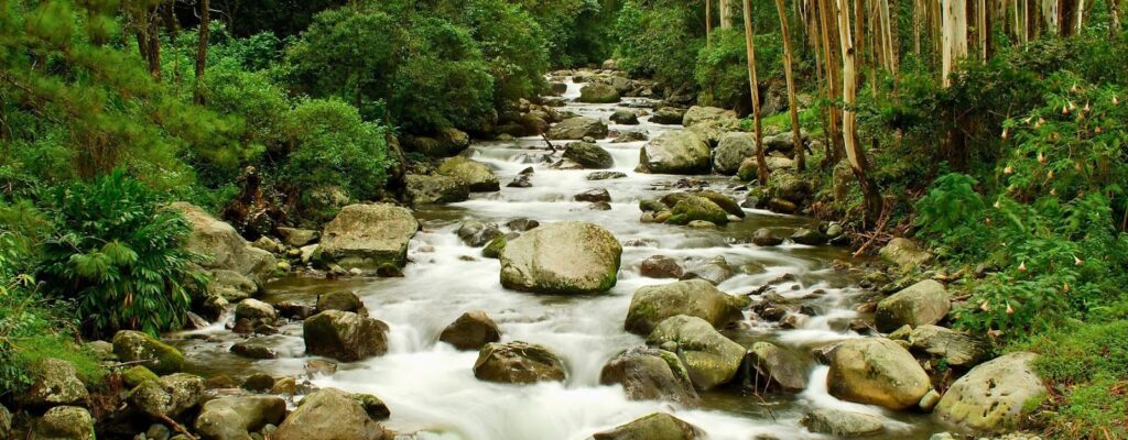 (River and forest): Panama’s lush landscapes, perfect for business owners seeking a relaxed, tax-efficient lifestyle.