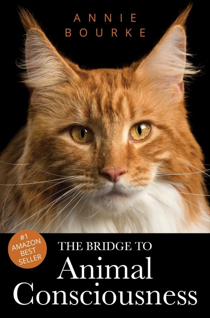 Book cover of "The Bridge to Animal Consciousness" by Annie Bourke, featuring a close-up of a cat.