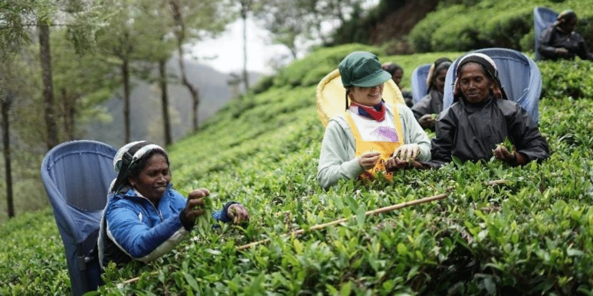 Workers harvesting tea in Sri Lanka's Sapphire Valley rainforest ecosystem, emphasizing sustainable farming.