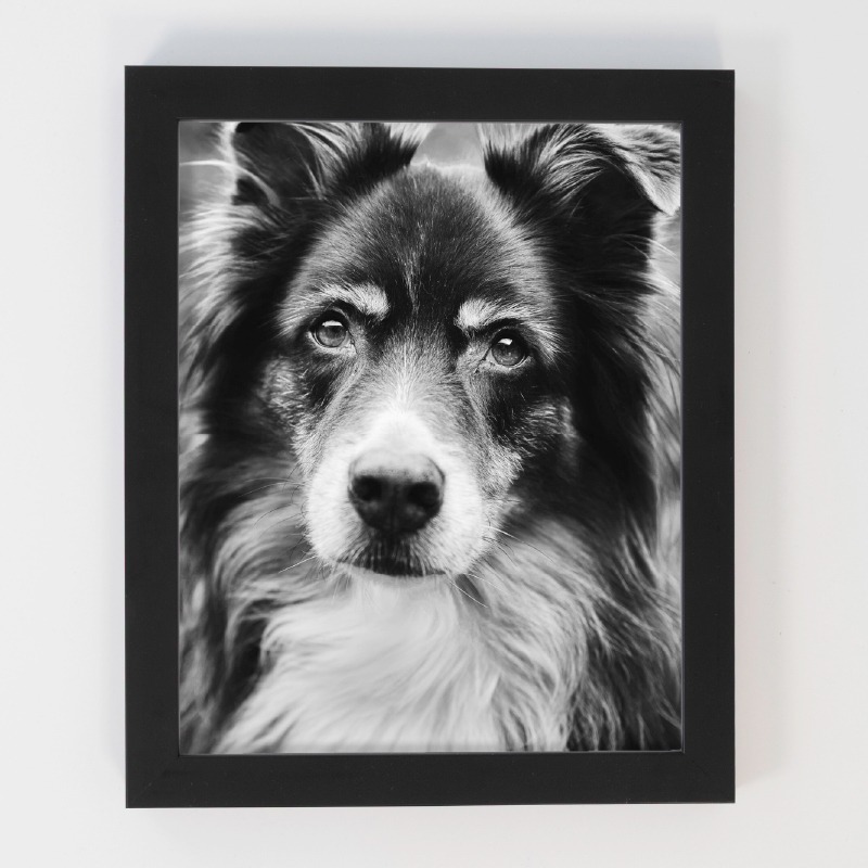 Black and white framed photo of a dog.