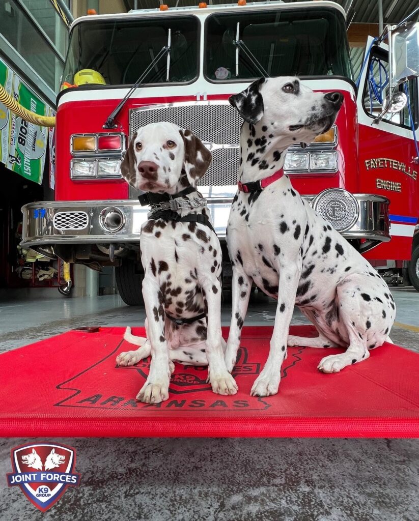 Two Dalmatians sitting in front of fire truck inside station, wearing collars, alert and attentive.