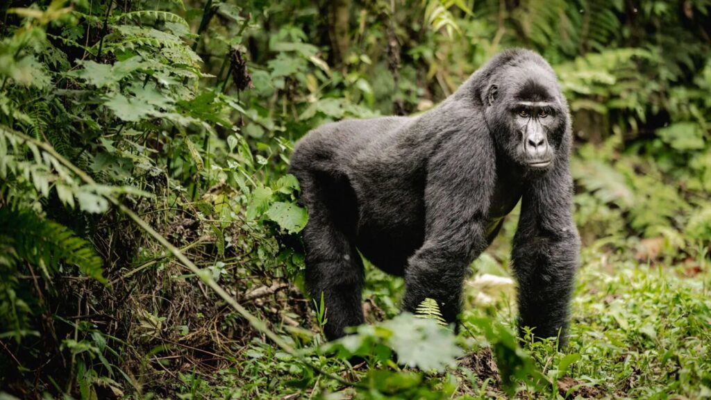 A majestic gorilla standing in the lush green Bwindi Forest in Uganda, surrounded by dense vegetation, looking directly at the viewer. The gorilla's powerful posture and intense gaze reflect its natural habitat in the wild.