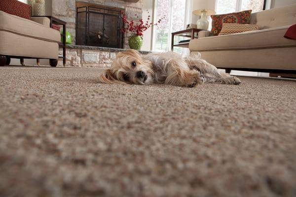 Relaxed dog lying on soft beige carpet in cozy living room.