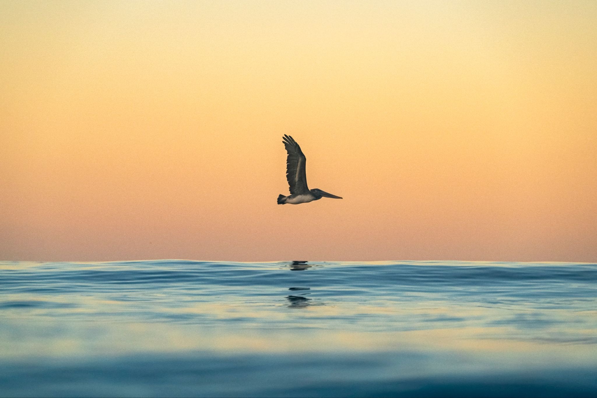 More than a photograph the ocean, obsession, and outdoor pursuit behind westphoria