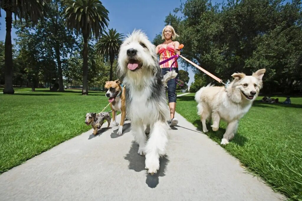 Dog walker leading multiple dogs along a park path, highlighting active pet care and companionship.
